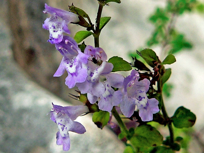 Calamintha nepeta